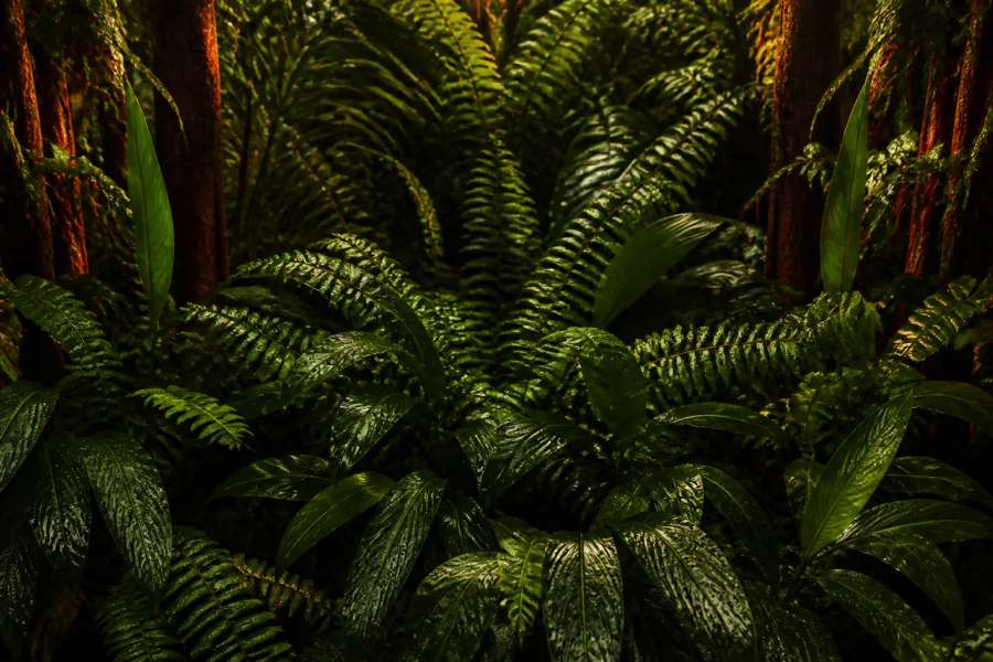 Folhagem densa de mata atlântica com samambaias e gotas de orvalho, verde profundo