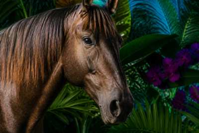 Editorial de luxo — cavalo pantaneiro no Pantanal