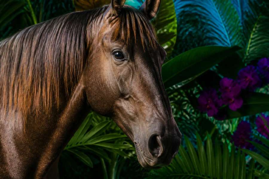 Editorial de luxo — cavalo pantaneiro no Pantanal
