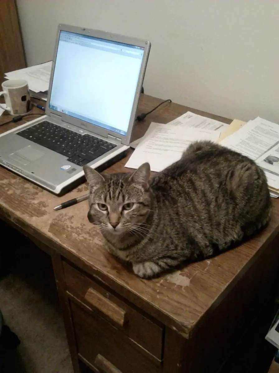 Antes — Gato chocado no PC