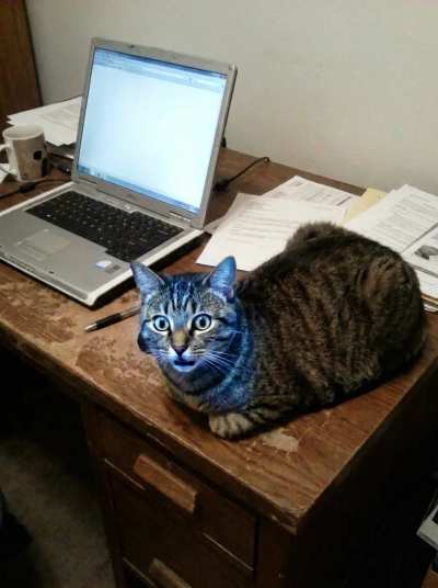 Gato chocado no PC