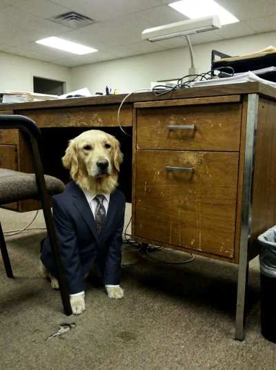 Cachorro de terno