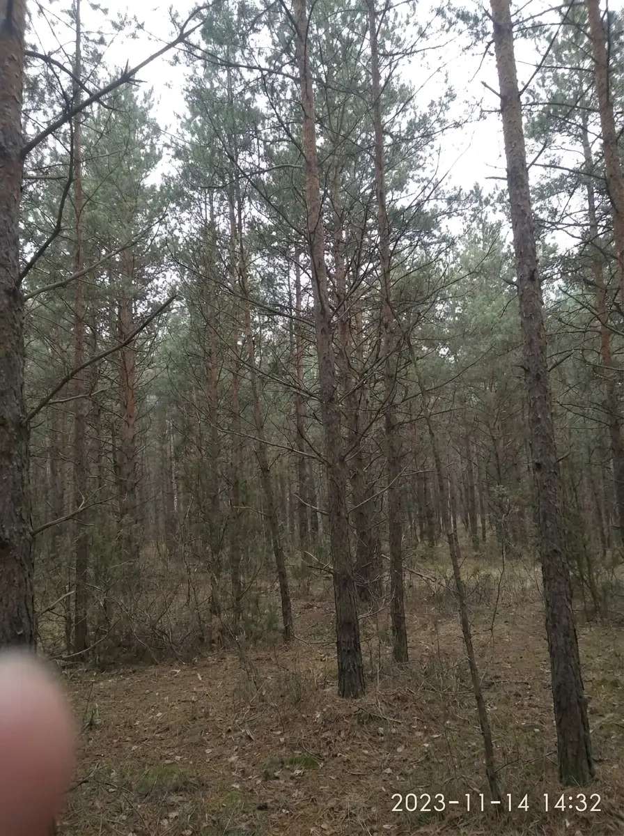 Antes — Neblina na floresta