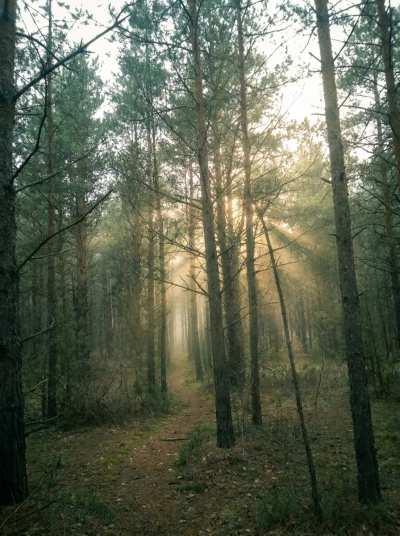 Neblina na floresta